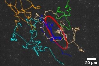 Weak synchronization and macroscopic collective oscillation in dense bacterial suspensions